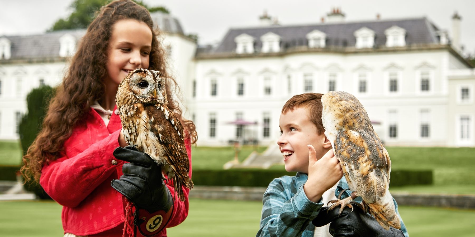 Falconry - Banner