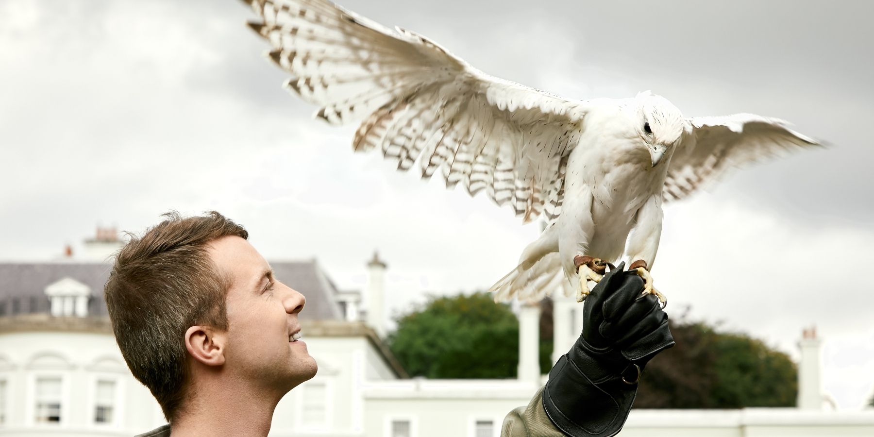 Falconry - Banner (2)