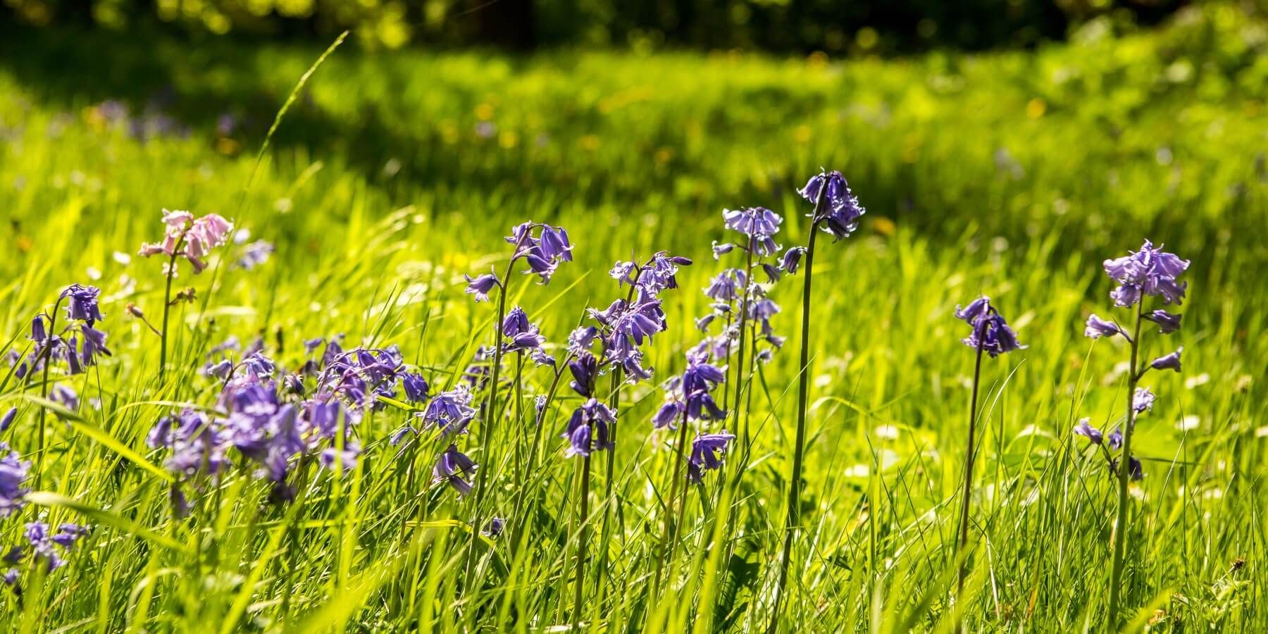 Garden Walks -Banner (1)