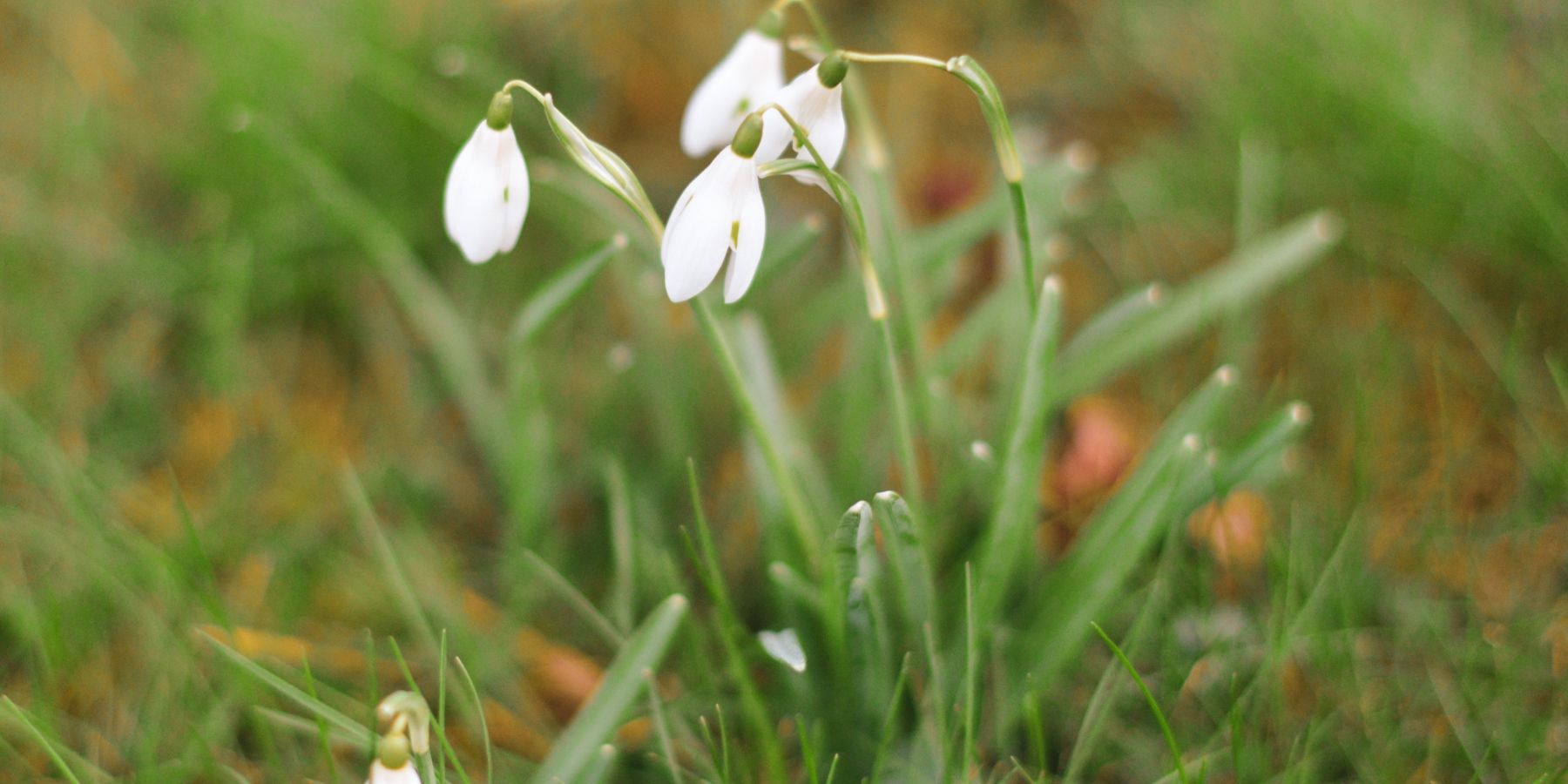 Garden Walks -Banner (2)