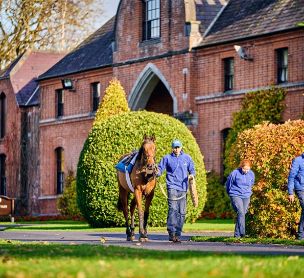 Kildangan stud x www.kclub.ie_v2