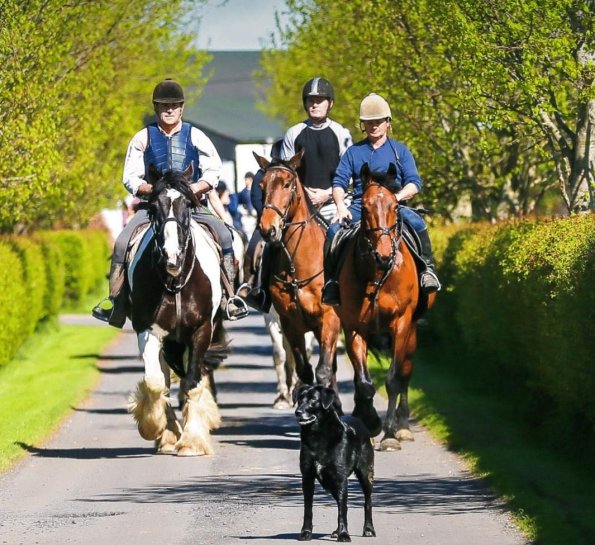 Cattle herding on horseback at Abbeyfield Farm