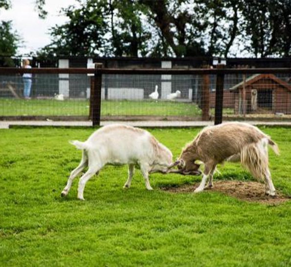 Clonfertpetfarm www.kclub.ie_v2